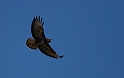 Buzzard - C